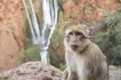 Macaque de Barbarie, Cascades d'Ouzoud